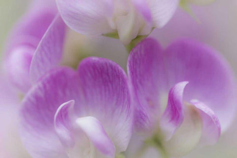 Washington, Seabeck Detail of sweet pea blossoms White Modern Wood Framed Art Print with Double Matting by Paulson, Don
