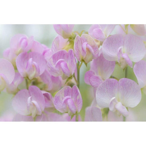 Washington, Seabeck Detail of sweet pea blossoms White Modern Wood Framed Art Print by Paulson, Don