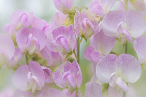 Washington, Seabeck Detail of sweet pea blossoms White Modern Wood Framed Art Print with Double Matting by Paulson, Don