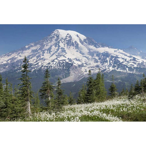 Washington Avalanche lilies and Mount Rainier Gold Ornate Wood Framed Art Print with Double Matting by Paulson, Don