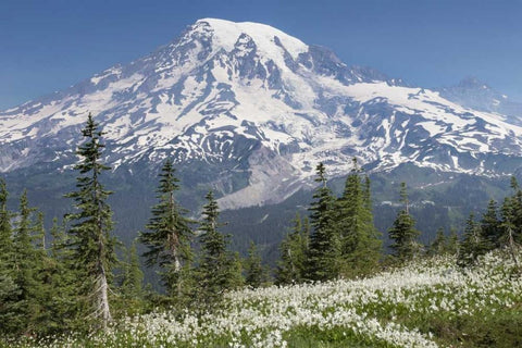Washington Avalanche lilies and Mount Rainier White Modern Wood Framed Art Print with Double Matting by Paulson, Don