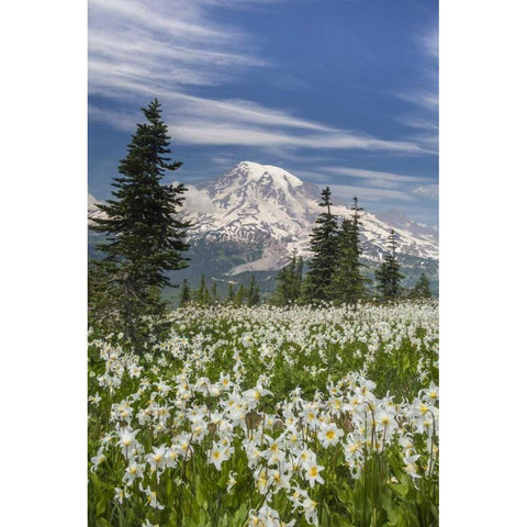 Washington Avalanche lilies and Mount Rainier Gold Ornate Wood Framed Art Print with Double Matting by Paulson, Don