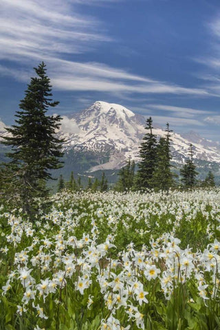 Washington Avalanche lilies and Mount Rainier White Modern Wood Framed Art Print with Double Matting by Paulson, Don