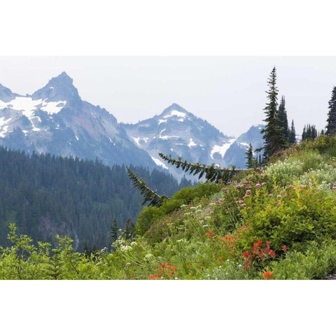 WA Alpine meadow and Tatoosh Range Gold Ornate Wood Framed Art Print with Double Matting by Paulson, Don