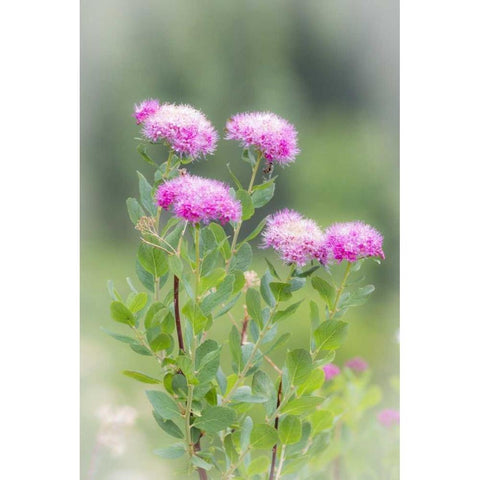 Washington, Mount Rainier NP Wildflowers White Modern Wood Framed Art Print by Paulson, Don
