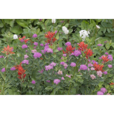 Washington, Mount Rainier NP Wildflowers White Modern Wood Framed Art Print by Paulson, Don