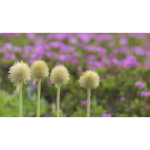 WA, Mt Rainier NP Western pasque flower seed White Modern Wood Framed Art Print by Paulson, Don