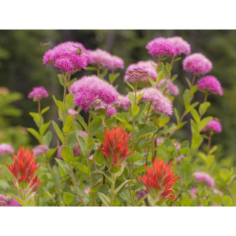 Washington, Mount Rainier NP Wildflowers Black Modern Wood Framed Art Print with Double Matting by Paulson, Don