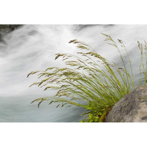 WA, Mount Rainier NP Grass and rushing water Gold Ornate Wood Framed Art Print with Double Matting by Paulson, Don