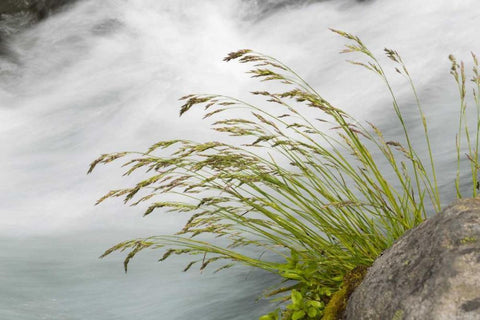 WA, Mount Rainier NP Grass and rushing water White Modern Wood Framed Art Print with Double Matting by Paulson, Don