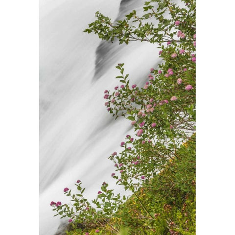 WA, Mount Rainier NP Waterfall in Paradise Creek Gold Ornate Wood Framed Art Print with Double Matting by Paulson, Don