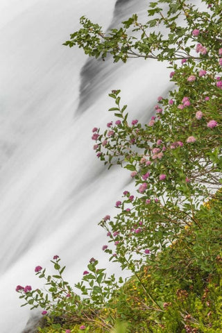 WA, Mount Rainier NP Waterfall in Paradise Creek White Modern Wood Framed Art Print with Double Matting by Paulson, Don