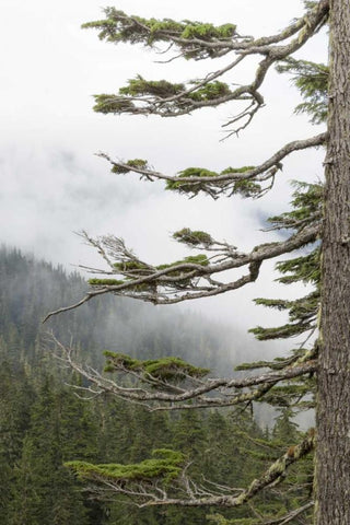 Washington, Mount Rainier NP Evergreens in fog White Modern Wood Framed Art Print with Double Matting by Paulson, Don