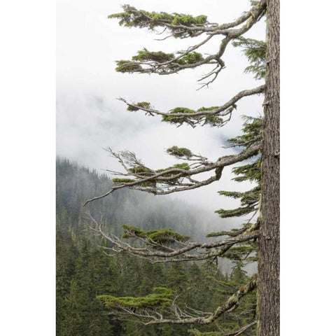 Washington, Mount Rainier NP Evergreens in fog Black Modern Wood Framed Art Print with Double Matting by Paulson, Don