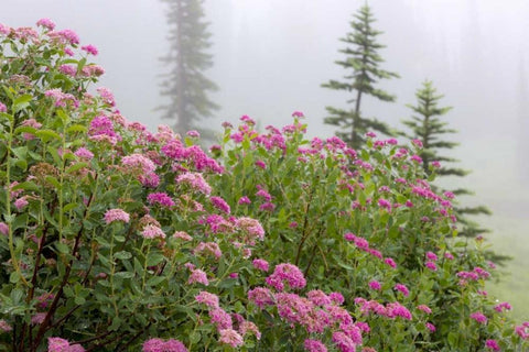 Washington, Mount Rainier NP Wildflowers White Modern Wood Framed Art Print with Double Matting by Paulson, Don
