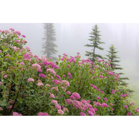 Washington, Mount Rainier NP Wildflowers White Modern Wood Framed Art Print by Paulson, Don