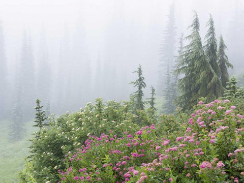 WA, Mount Rainier NP flowers in misty forest White Modern Wood Framed Art Print with Double Matting by Paulson, Don