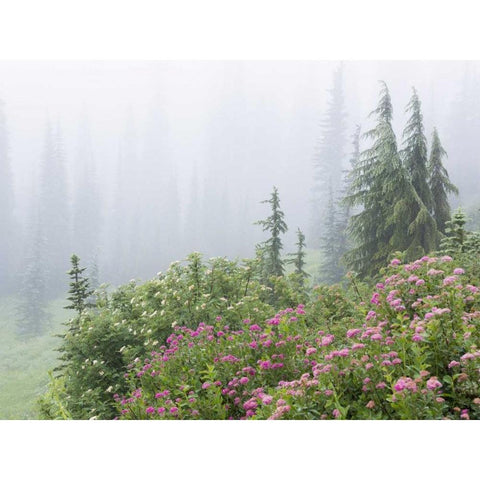 WA, Mount Rainier NP flowers in misty forest Gold Ornate Wood Framed Art Print with Double Matting by Paulson, Don