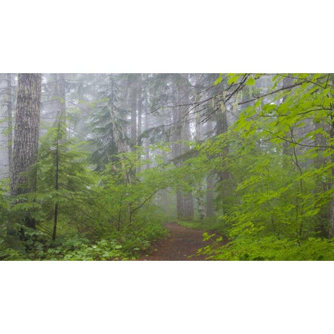 Washington, Mount Rainier NP Trail in forest White Modern Wood Framed Art Print by Paulson, Don