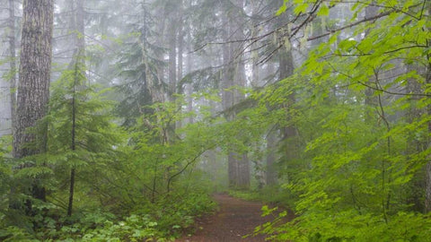 Washington, Mount Rainier NP Trail in forest White Modern Wood Framed Art Print with Double Matting by Paulson, Don