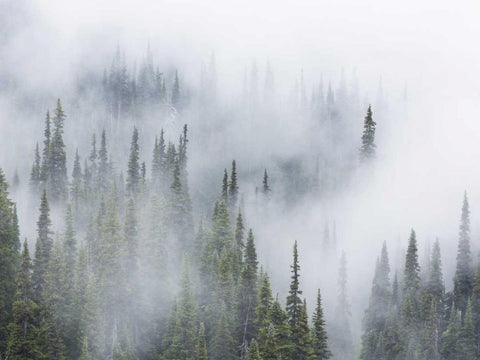 WA, Mount Rainier NP Landscape of fog in forest White Modern Wood Framed Art Print with Double Matting by Paulson, Don