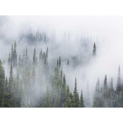 WA, Mount Rainier NP Landscape of fog in forest White Modern Wood Framed Art Print by Paulson, Don