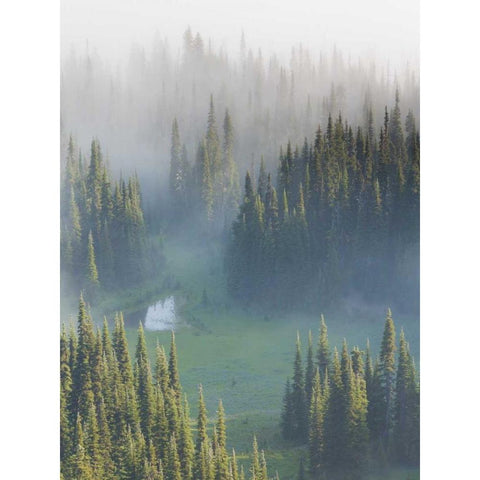WA, Mount Rainier NP Overview of Surprise Lake White Modern Wood Framed Art Print by Paulson, Don