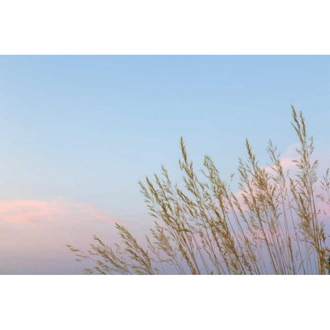 Washington, Seabeck Grasses at sunset Black Modern Wood Framed Art Print with Double Matting by Paulson, Don