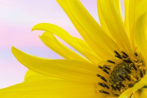 Washington Detail of sunflower blossom White Modern Wood Framed Art Print with Double Matting by Paulson, Don