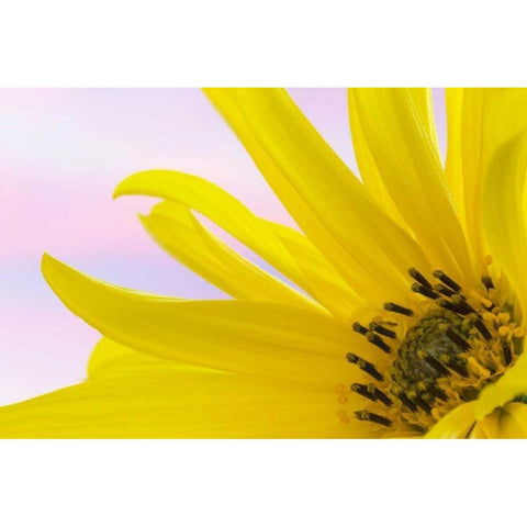Washington Detail of sunflower blossom White Modern Wood Framed Art Print by Paulson, Don