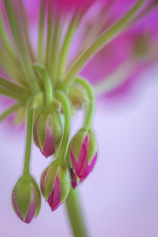 Washington Geranium buds close-up White Modern Wood Framed Art Print with Double Matting by Paulson, Don