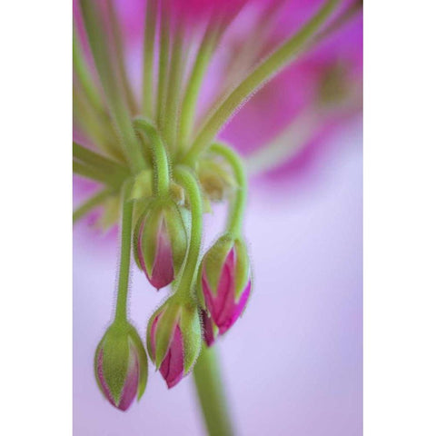 Washington Geranium buds close-up Black Modern Wood Framed Art Print with Double Matting by Paulson, Don