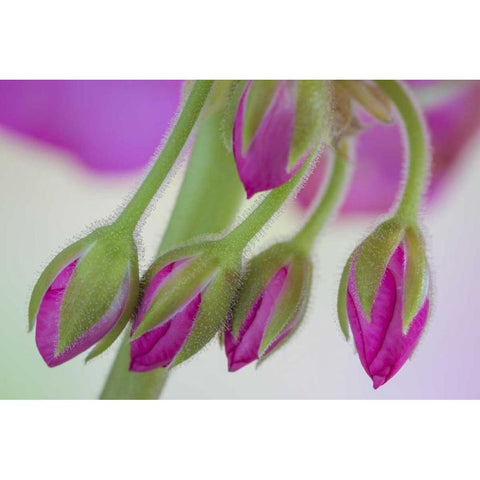 Washington Geranium buds close-up White Modern Wood Framed Art Print by Paulson, Don