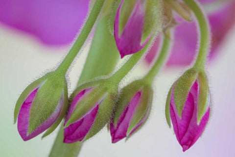 Washington Geranium buds close-up White Modern Wood Framed Art Print with Double Matting by Paulson, Don