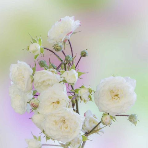 Washington Close-up of peace roses White Modern Wood Framed Art Print with Double Matting by Paulson, Don