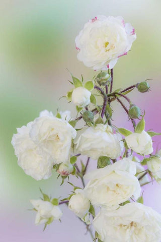 Washington Close-up of peace roses White Modern Wood Framed Art Print with Double Matting by Paulson, Don