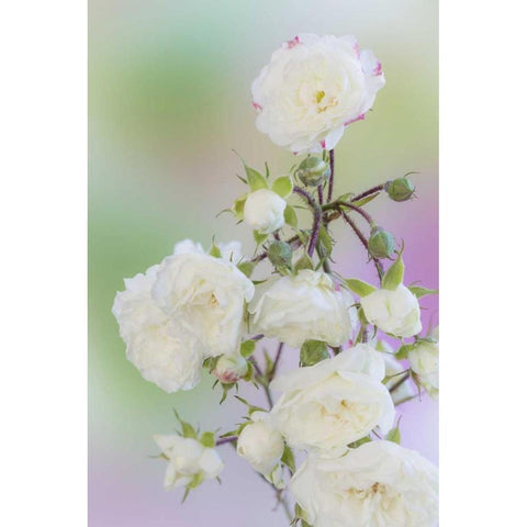Washington Close-up of peace roses Gold Ornate Wood Framed Art Print with Double Matting by Paulson, Don