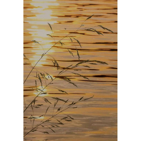 Washington Sunset on water and grasses Black Modern Wood Framed Art Print with Double Matting by Paulson, Don