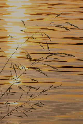 Washington Sunset on water and grasses White Modern Wood Framed Art Print with Double Matting by Paulson, Don
