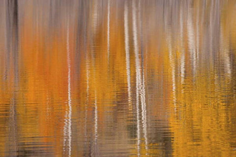 WA, Winthrop Autumn reflections on Beaver Pond White Modern Wood Framed Art Print with Double Matting by Paulson, Don