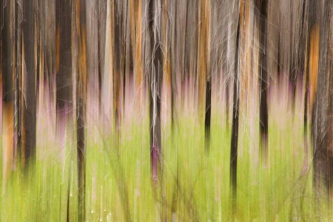 Canada, BC, Motion blur of grass and trees White Modern Wood Framed Art Print with Double Matting by Paulson, Don