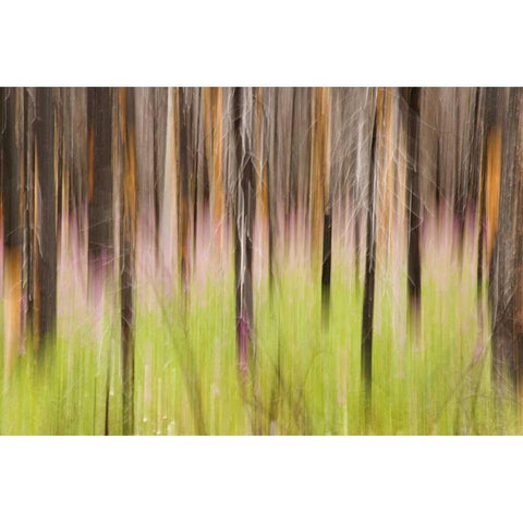 Canada, BC, Motion blur of grass and trees Black Modern Wood Framed Art Print by Paulson, Don