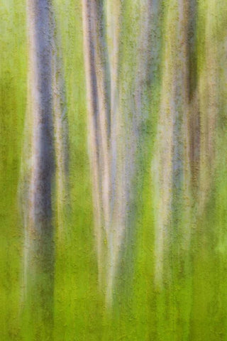 USA, Washington State Alder tree abstract White Modern Wood Framed Art Print with Double Matting by Paulson, Don