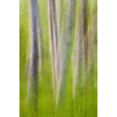 USA, Washington State Alder tree abstract Black Modern Wood Framed Art Print by Paulson, Don