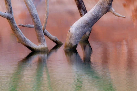 Utah, Glen Canyon Dead cottonwood trunks in lake White Modern Wood Framed Art Print with Double Matting by Paulson, Don