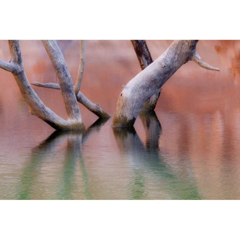 Utah, Glen Canyon Dead cottonwood trunks in lake Black Modern Wood Framed Art Print by Paulson, Don