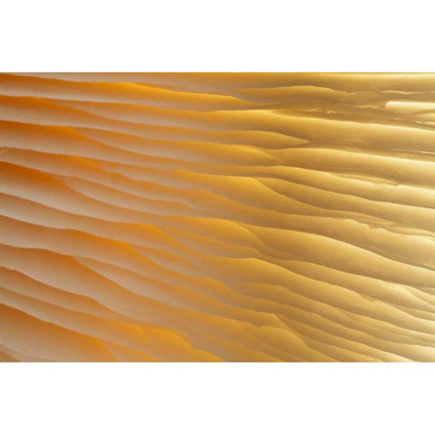 Washington , Seabeck Abstract of mushroom plant Black Modern Wood Framed Art Print with Double Matting by Paulson, Don