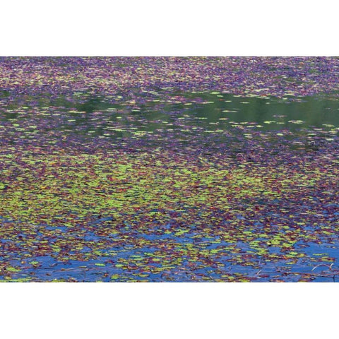 OR, Tahkenitch Lake Abstract of duck weed White Modern Wood Framed Art Print by Paulson, Don
