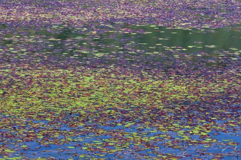 OR, Tahkenitch Lake Abstract of duck weed White Modern Wood Framed Art Print with Double Matting by Paulson, Don
