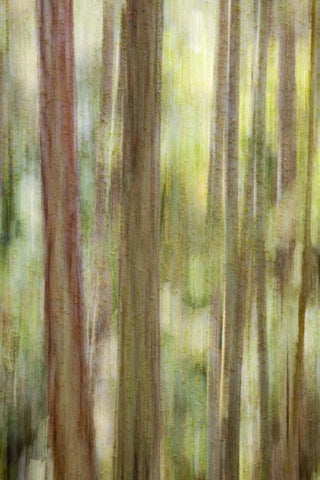 Washington, San Juans Abstract woodland scene White Modern Wood Framed Art Print with Double Matting by Paulson, Don